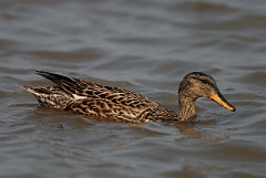David Plant Photography - Wildlife Photography - Gadwall - J